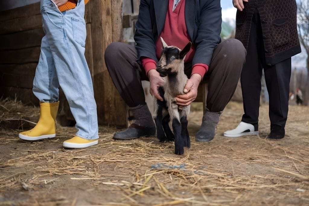 نصائح مهمة لبدء مشروع تربية ماعز المورسيانو للمبتدئين.